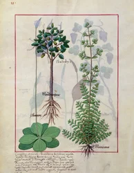 Illustration du Livre des Simples Médecines par Mattheaus Platearius 155v